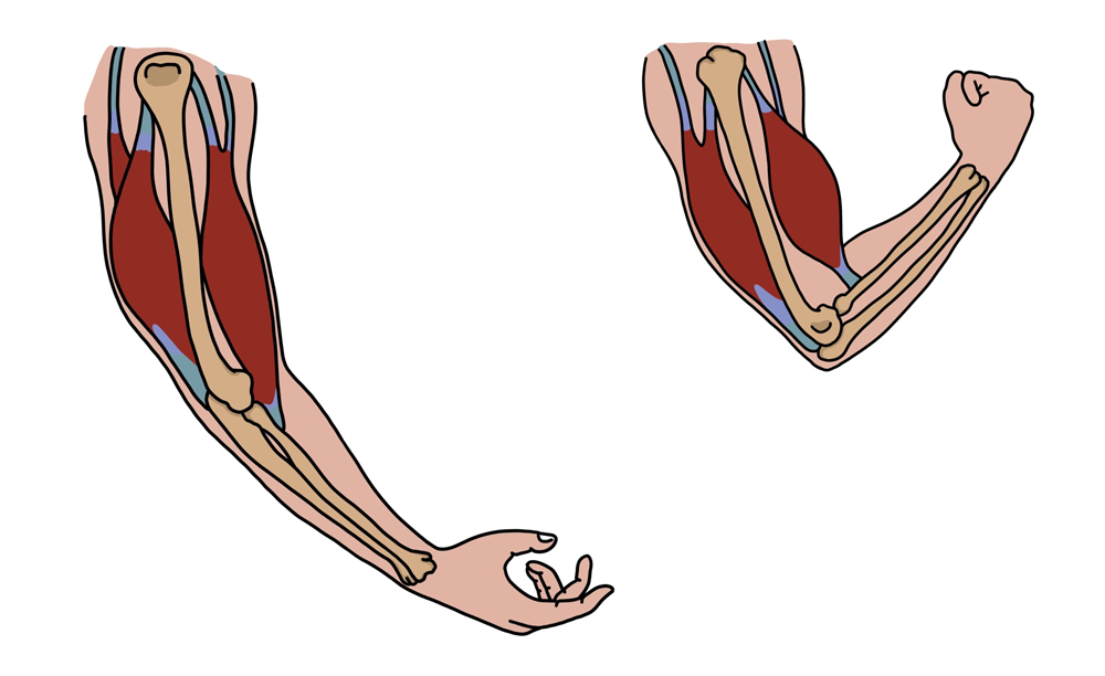 Unity-Studios-Strength-Training-Muscle-Contraction Unity Studios Blog - Strength Training & Muscle Contraction